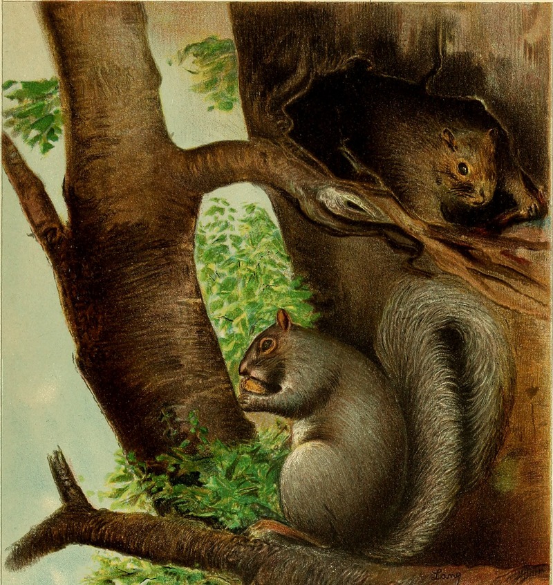 eastern gray squirrel (Sciurus carolinensis); DISPLAY FULL IMAGE.