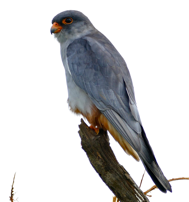 Amur falcon (Falco amurensis); DISPLAY FULL IMAGE.