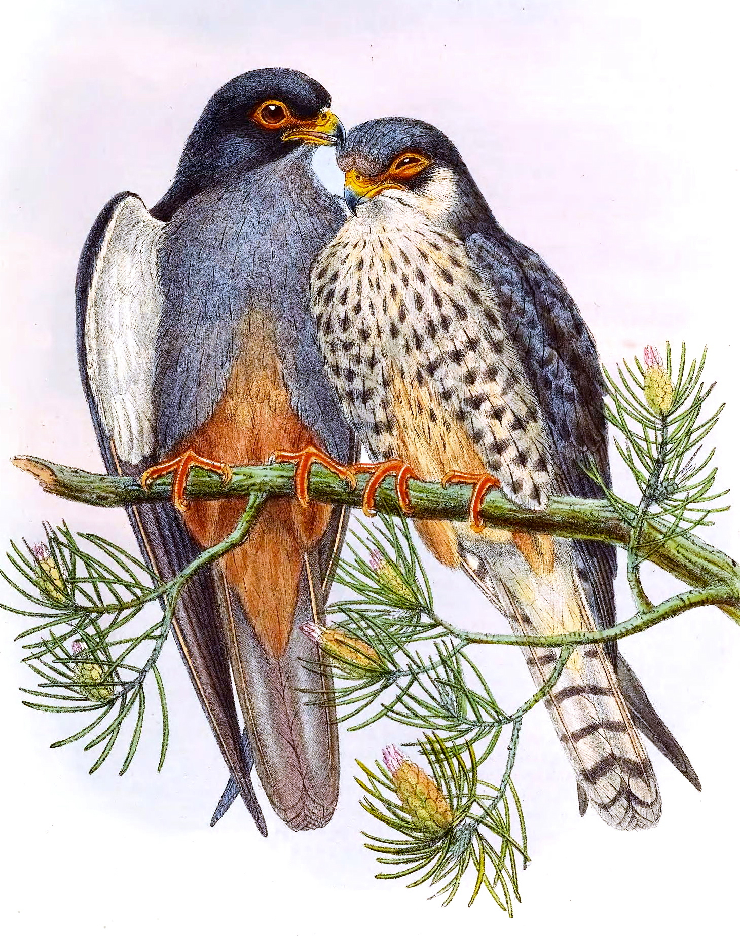 Amur falcon (Falco amurensis); Image ONLY