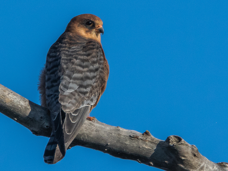 red-footed falcon (Falco vespertinus); DISPLAY FULL IMAGE.