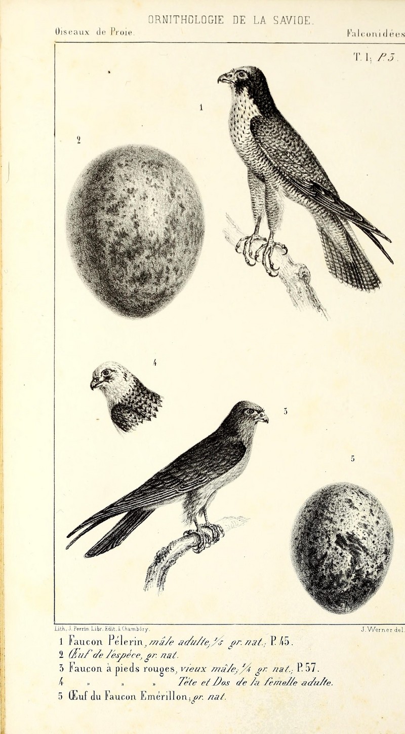 peregrine falcon (Falco peregrinus), red-footed falcon (Falco vespertinus); DISPLAY FULL IMAGE.