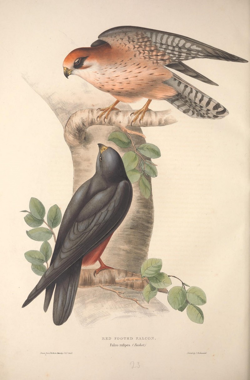 red-footed falcon (Falco vespertinus); DISPLAY FULL IMAGE.