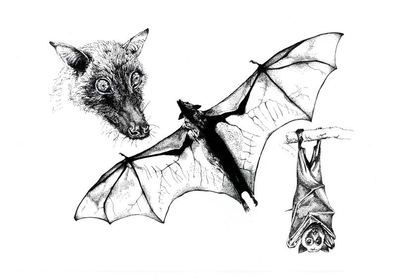 large flying fox (Pteropus vampyrus); DISPLAY FULL IMAGE.