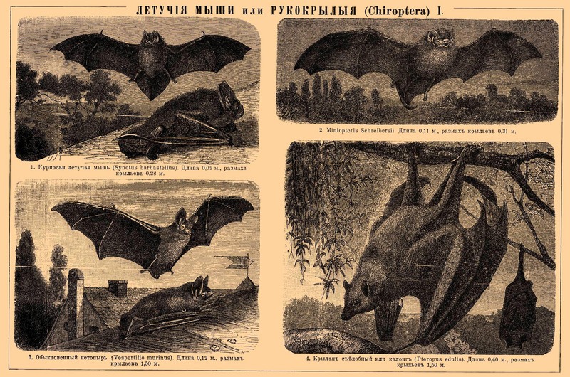western barbastelle (Barbastella barbastellus), common bent-wing bat (Miniopterus schreibersii), parti-coloured bat (Vespertilio murinus), large flying fox (Pteropus vampyrus); DISPLAY FULL IMAGE.