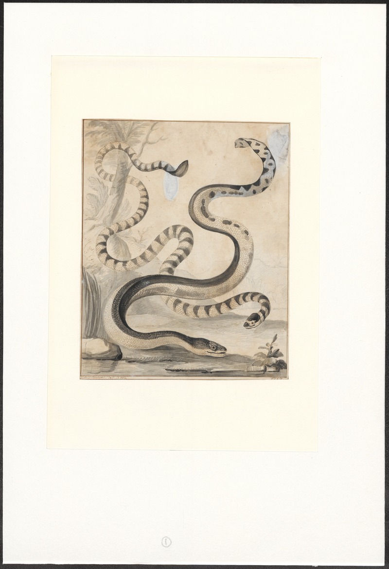 banded sea krait (Laticauda colubrina); DISPLAY FULL IMAGE.