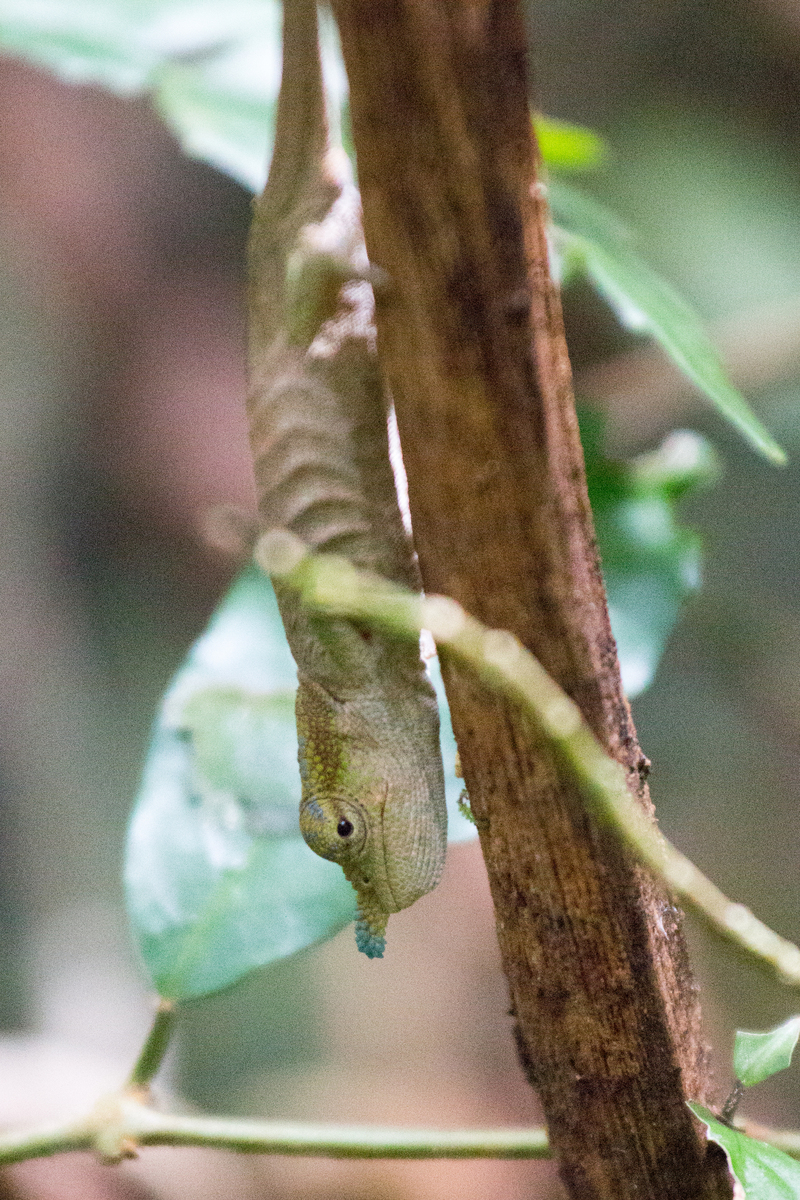 blue-nosed chameleon (Calumma boettgeri); DISPLAY FULL IMAGE.