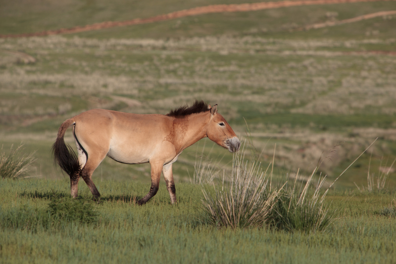 Przewalski's horse (Equus ferus przewalskii); DISPLAY FULL IMAGE.