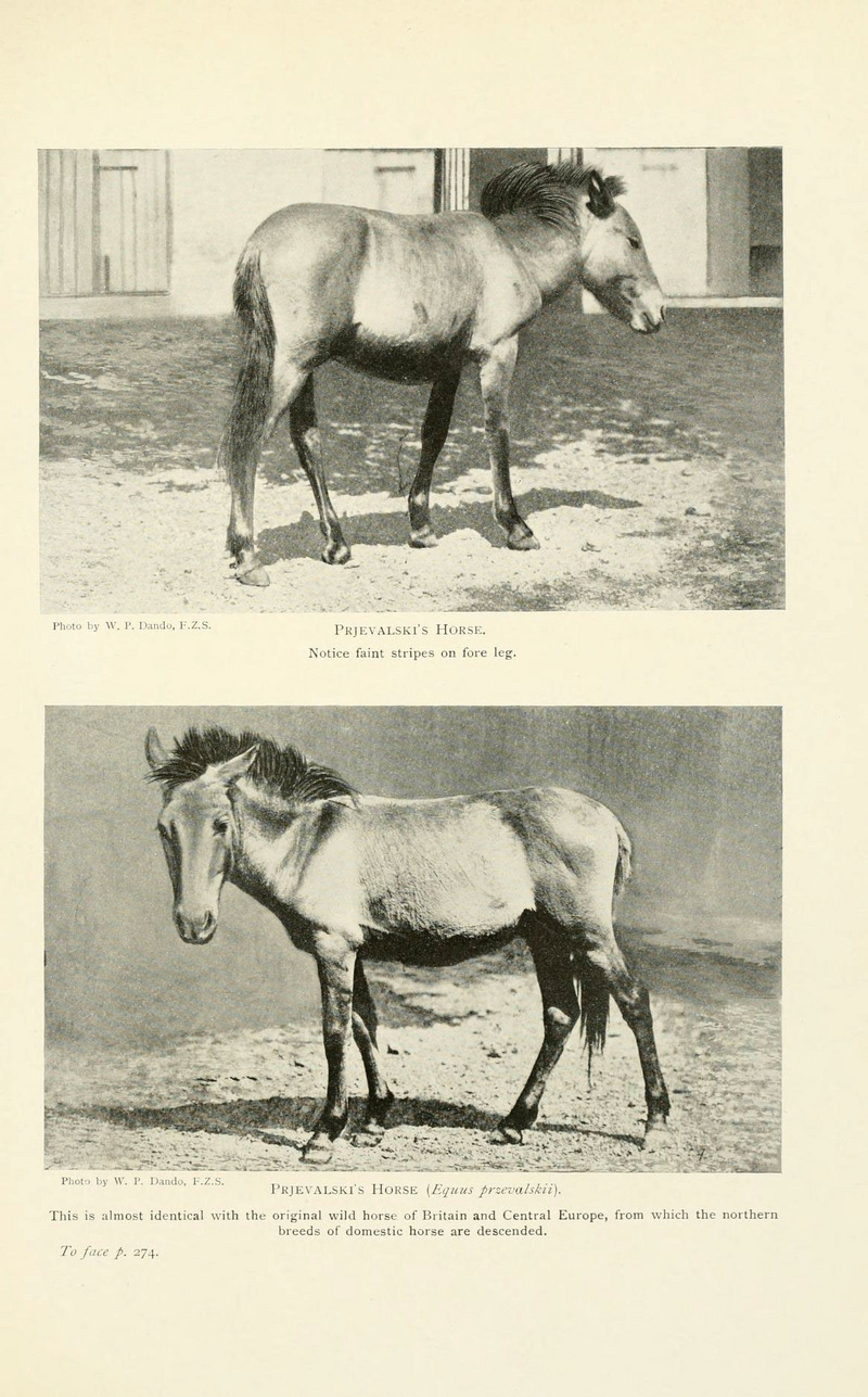 Przewalski's horse (Equus ferus przewalskii); DISPLAY FULL IMAGE.