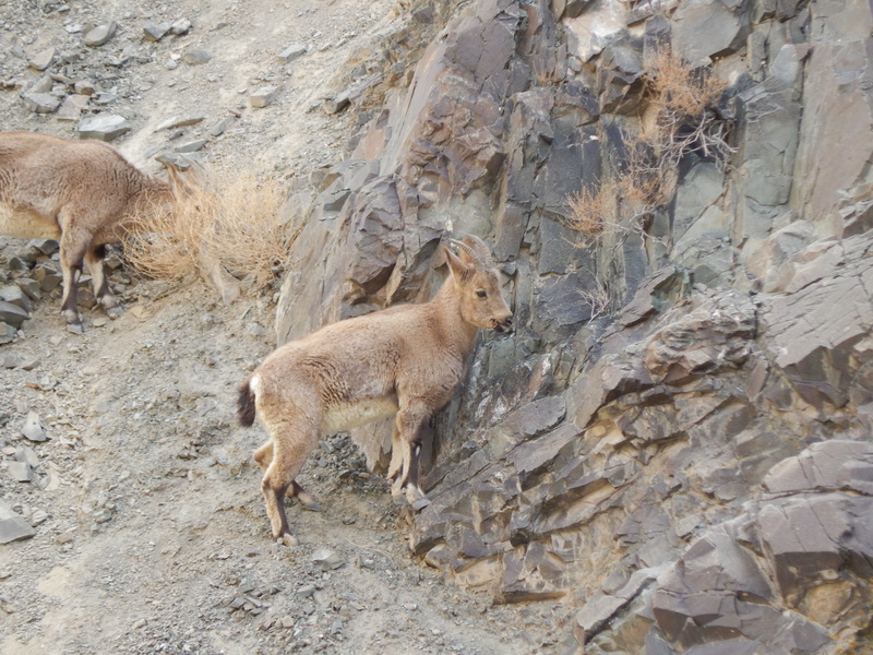 Siberian ibex (Capra sibirica); DISPLAY FULL IMAGE.