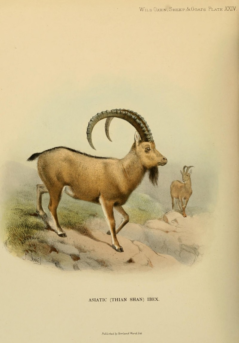 Siberian ibex (Capra sibirica); DISPLAY FULL IMAGE.