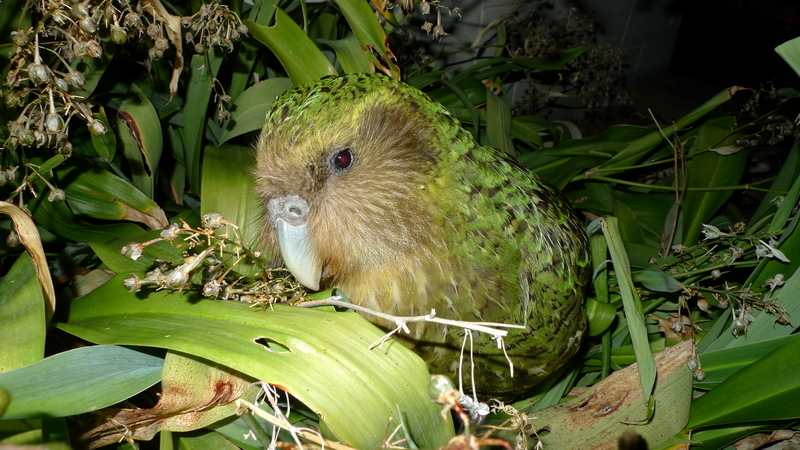 kakapo, owl parrot (Strigops habroptilus); DISPLAY FULL IMAGE.