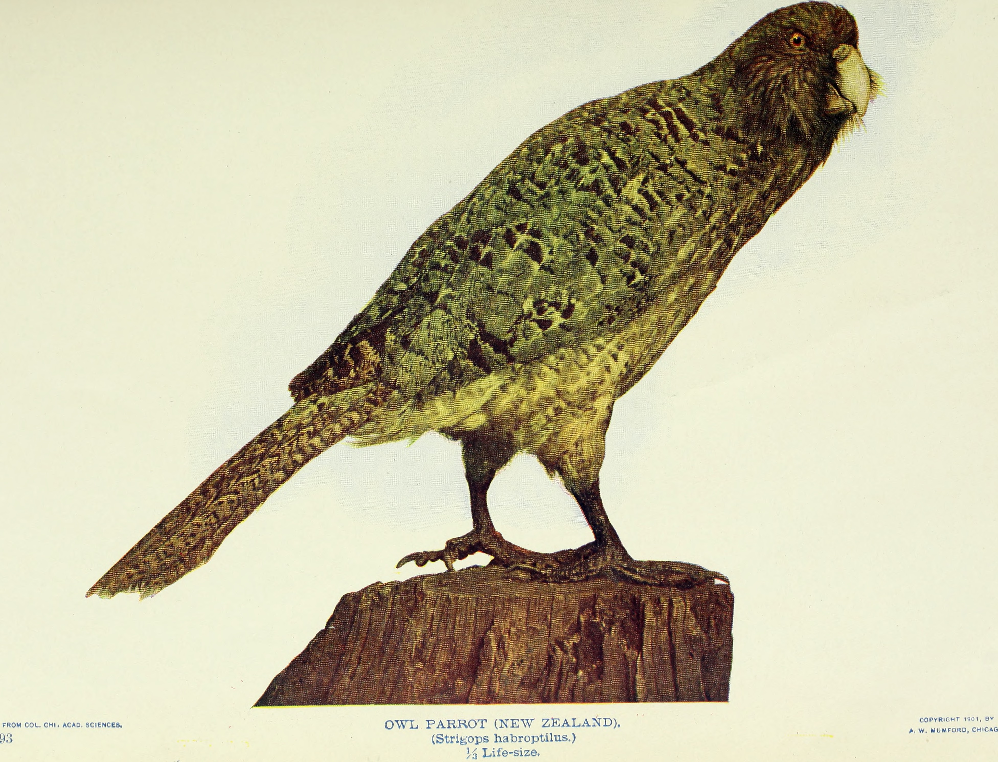kakapo, owl parrot (Strigops habroptilus); Image ONLY