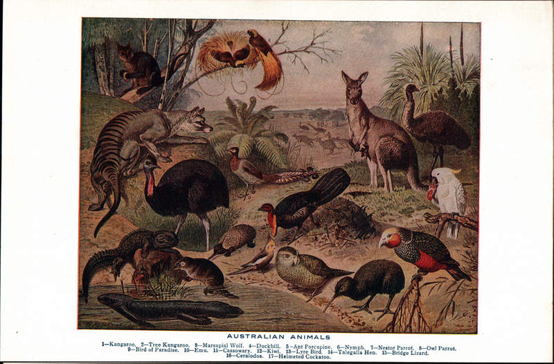 Australian Animals; DISPLAY FULL IMAGE.
