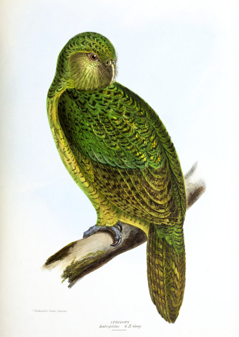 kakapo, owl parrot (Strigops habroptilus); DISPLAY FULL IMAGE.