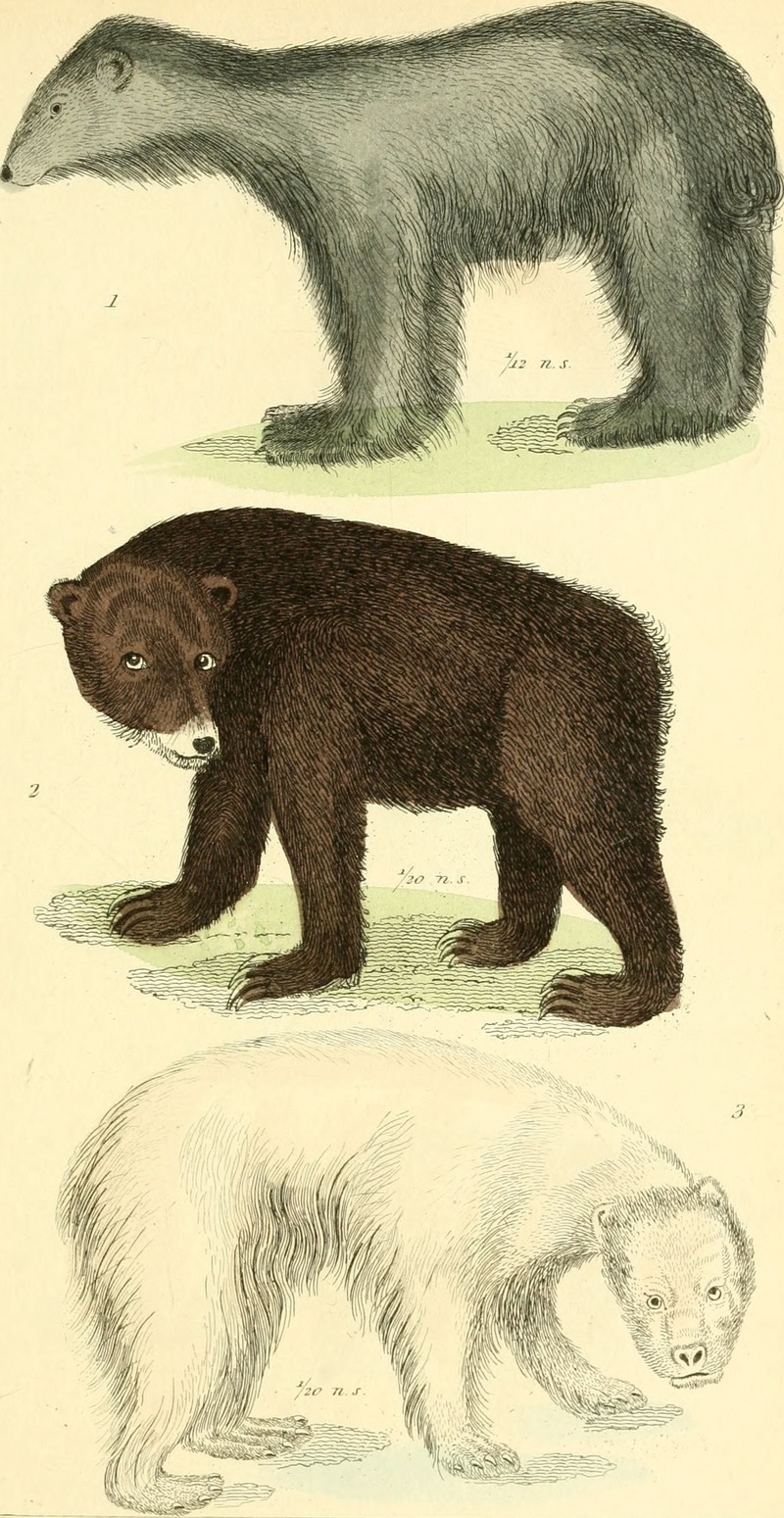 American black bear (Ursus americanus), grizzly bear (Ursus arctos horribilis), polar bear (Ursus maritimus); DISPLAY FULL IMAGE.