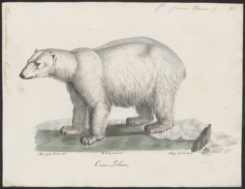 polar bear (Ursus maritimus); DISPLAY FULL IMAGE.