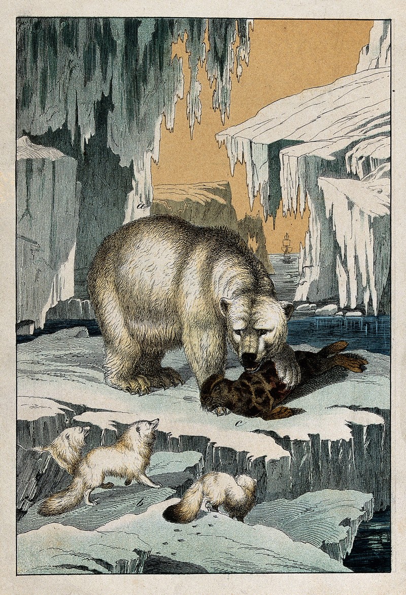 polar bear (Ursus maritimus), ribbon seal (Histriophoca fasciata), Arctic fox (Vulpes lagopus); DISPLAY FULL IMAGE.