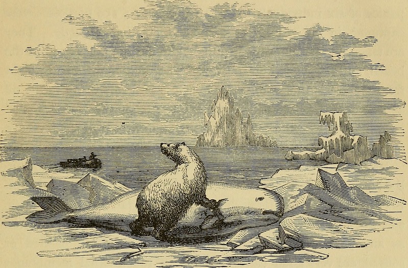 polar bear (Ursus maritimus), white whale (Delphinapterus leucas); DISPLAY FULL IMAGE.