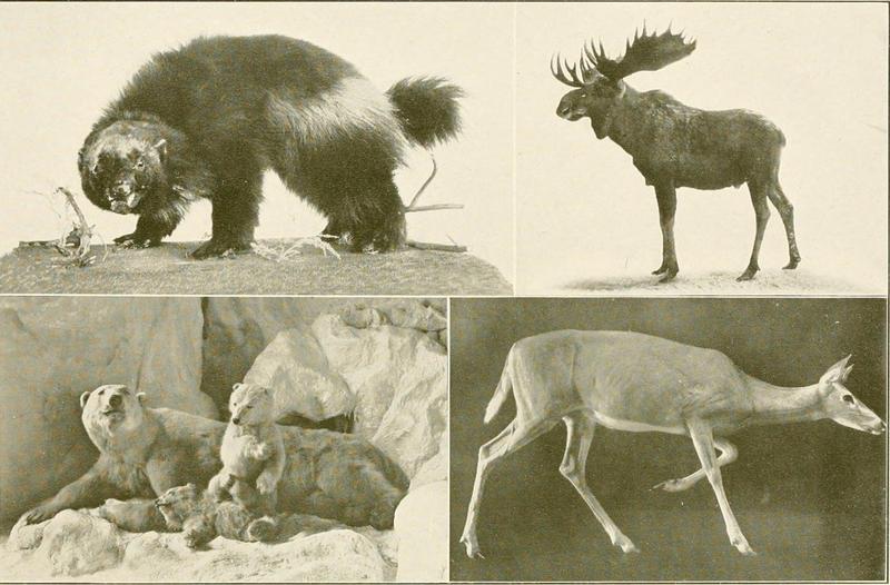 wolverine (Gulo gulo), moose (Alces alces), polar bear (Ursus maritimus), white-tailed deer (Odocoileus virginianus); DISPLAY FULL IMAGE.