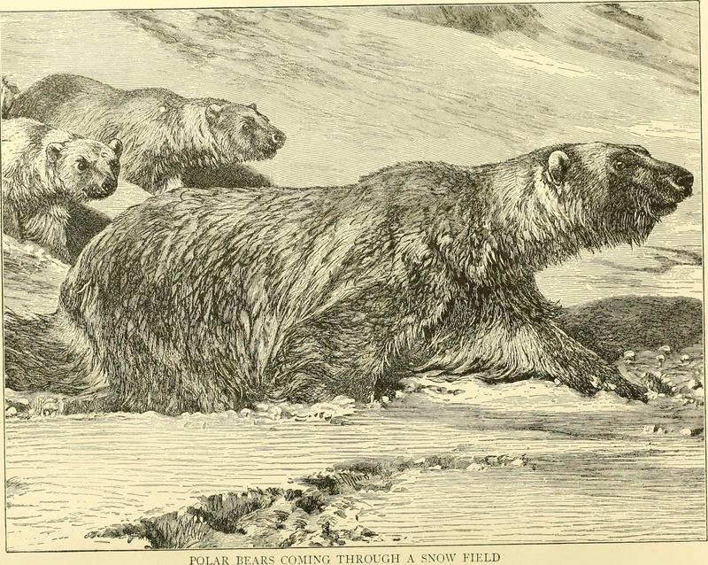 polar bear (Ursus maritimus); DISPLAY FULL IMAGE.