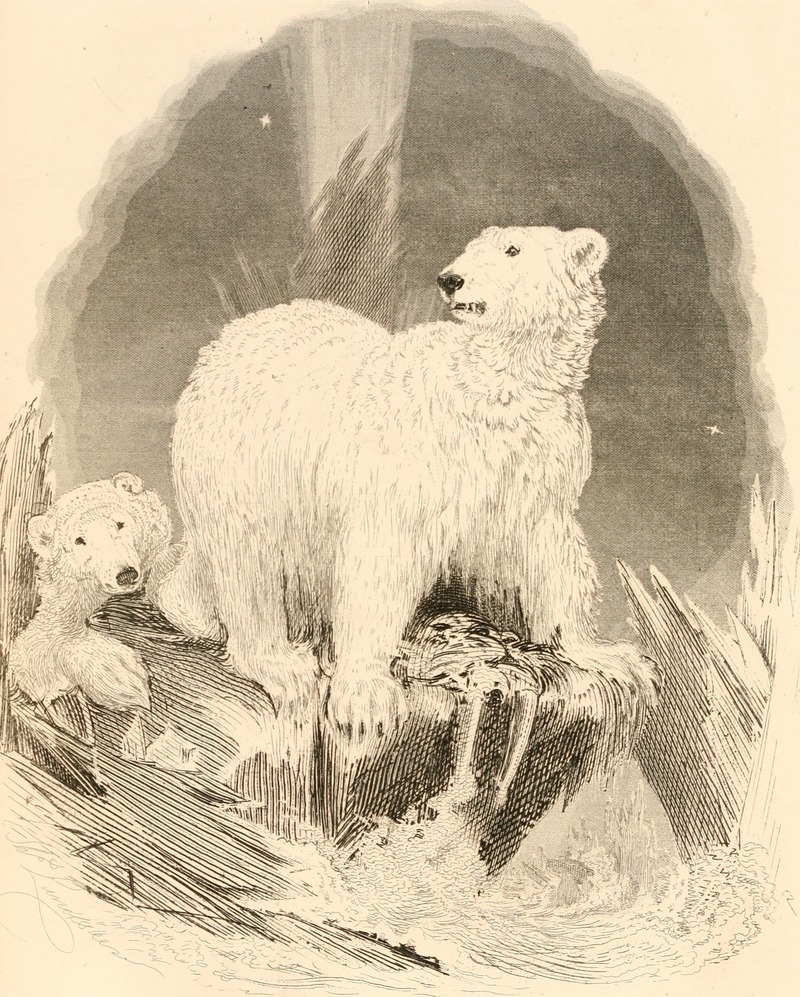 polar bear (Ursus maritimus); DISPLAY FULL IMAGE.