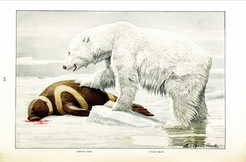 polar bear (Ursus maritimus), ribbon seal (Histriophoca fasciata); DISPLAY FULL IMAGE.