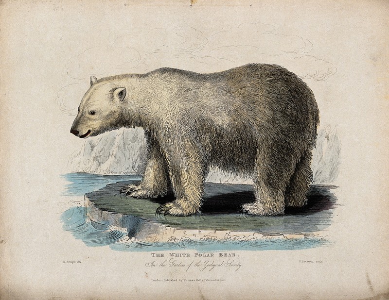 polar bear (Ursus maritimus); DISPLAY FULL IMAGE.