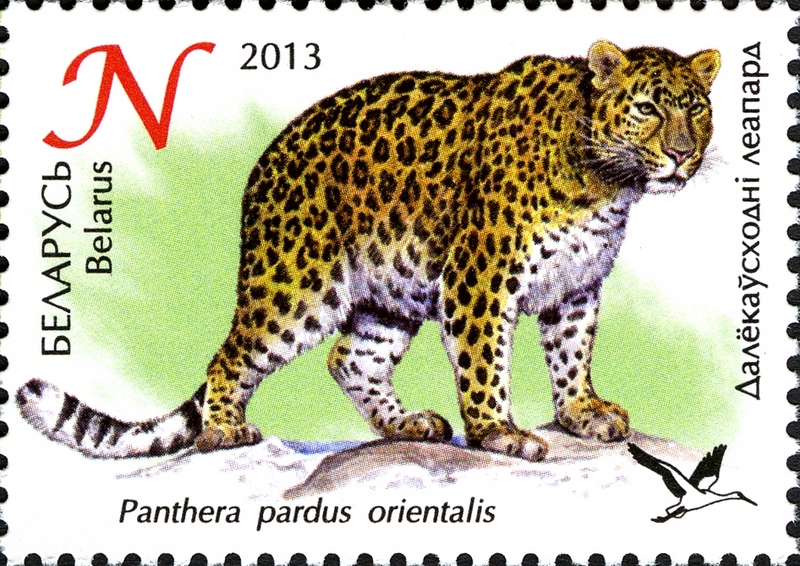 Amur leopard (Panthera pardus orientalis); DISPLAY FULL IMAGE.