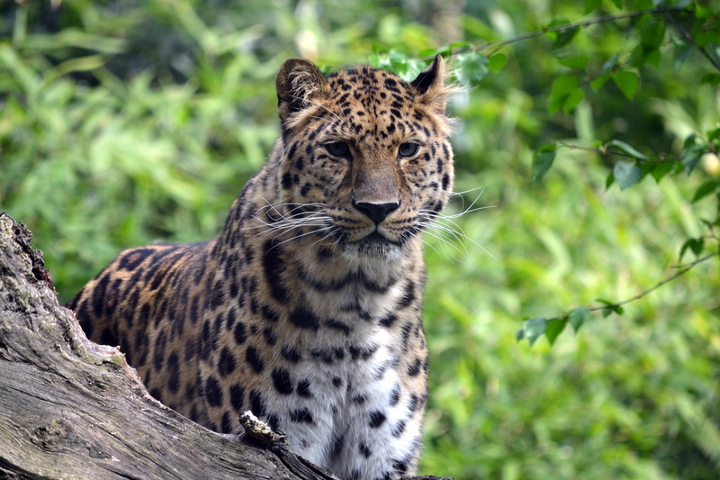 Amur leopard (Panthera pardus orientalis); DISPLAY FULL IMAGE.