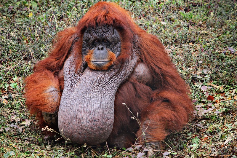 Bornean orangutan (Pongo pygmaeus); DISPLAY FULL IMAGE.