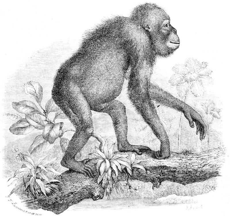 Bornean orangutan (Pongo pygmaeus); DISPLAY FULL IMAGE.