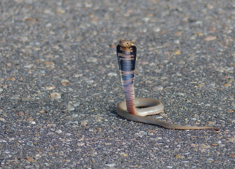 Mozambique spitting cobra (Naja mossambica); DISPLAY FULL IMAGE.