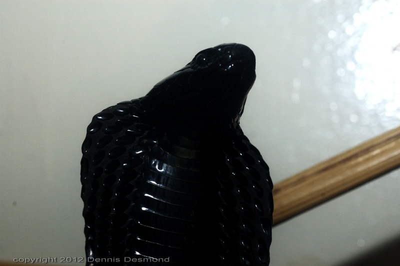 black-necked spitting cobra (Naja nigricollis); DISPLAY FULL IMAGE.