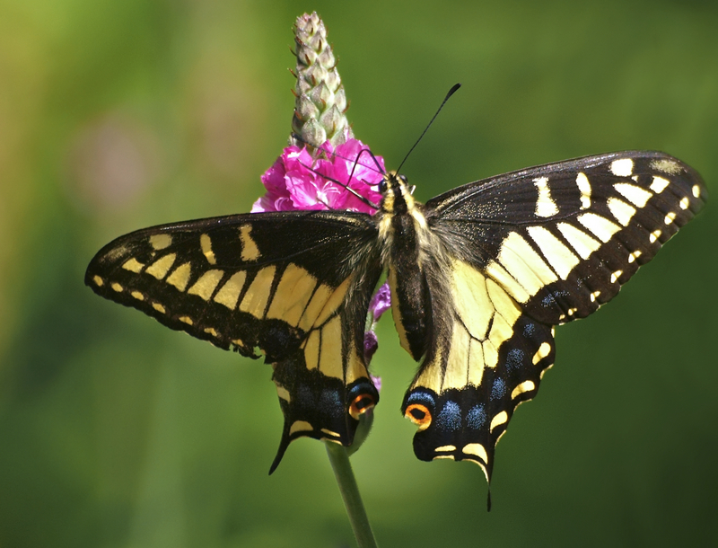anise swallowtail (Papilio zelicaon); DISPLAY FULL IMAGE.