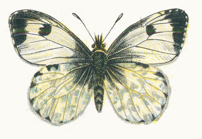 orange tip butterfly (Anthocharis cardamines) female; DISPLAY FULL IMAGE.