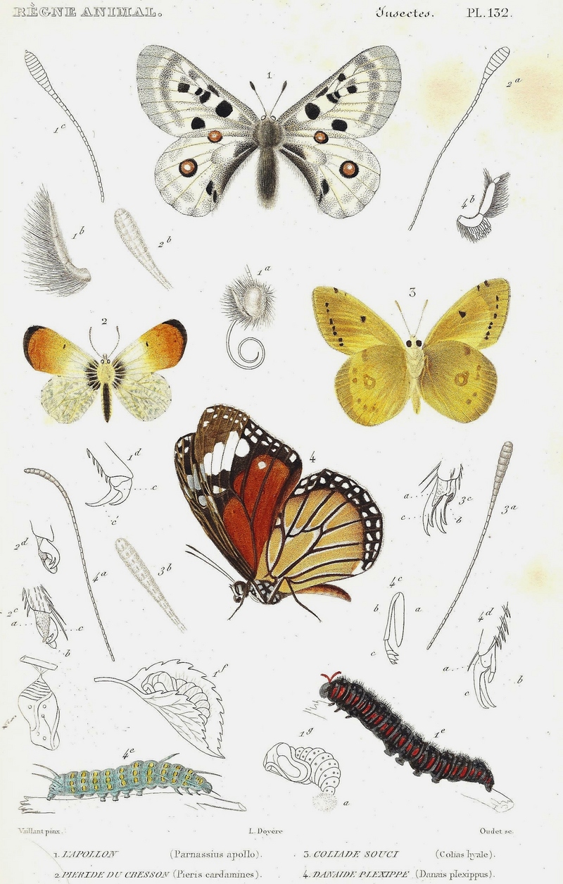 Apollo butterfly (Parnassius apollo), orange tip butterfly (Anthocharis cardamines), pale clouded yellow (Colias hyale), monarch butterfly (Danaus plexippus); DISPLAY FULL IMAGE.