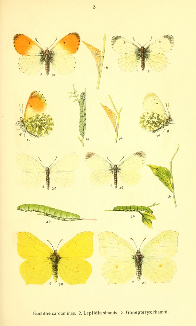 orange tip butterfly (Anthocharis cardamines), wood white (Leptidea sinapis), common brimstone (Gonepteryx rhamni); DISPLAY FULL IMAGE.