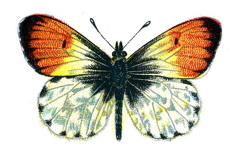 orange tip butterfly (Anthocharis cardamines); DISPLAY FULL IMAGE.