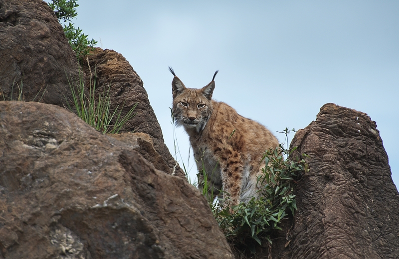 Iberian lynx (Lynx pardinus); DISPLAY FULL IMAGE.
