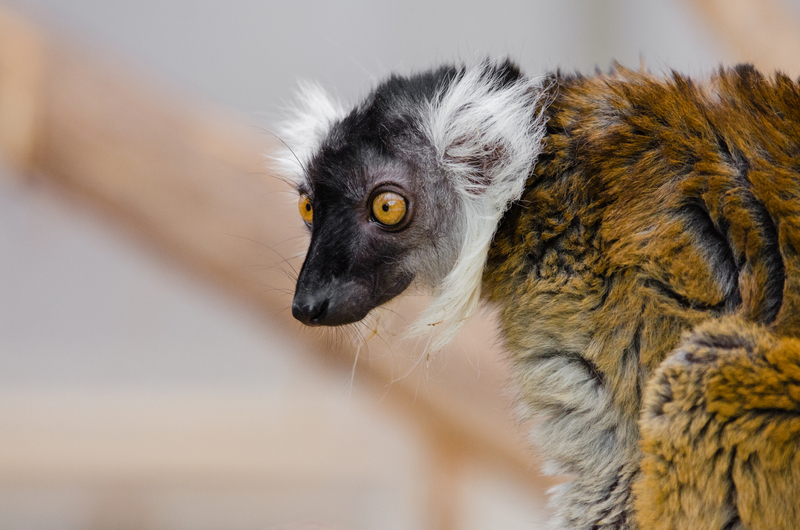 Sanford's brown lemur (Eulemur sanfordi); DISPLAY FULL IMAGE.