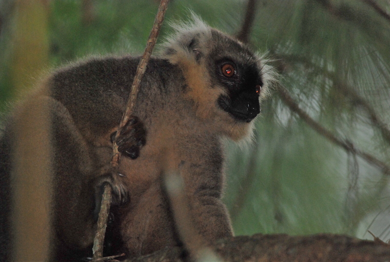 Sanford's brown lemur (Eulemur sanfordi); DISPLAY FULL IMAGE.