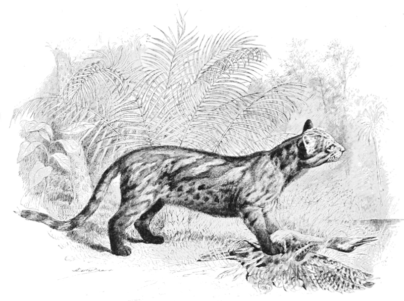 Pantanal cat (Leopardus colocolo braccatus); DISPLAY FULL IMAGE.