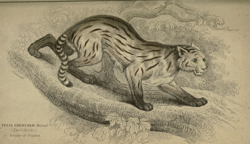 colocolo (Leopardus colocolo); DISPLAY FULL IMAGE.