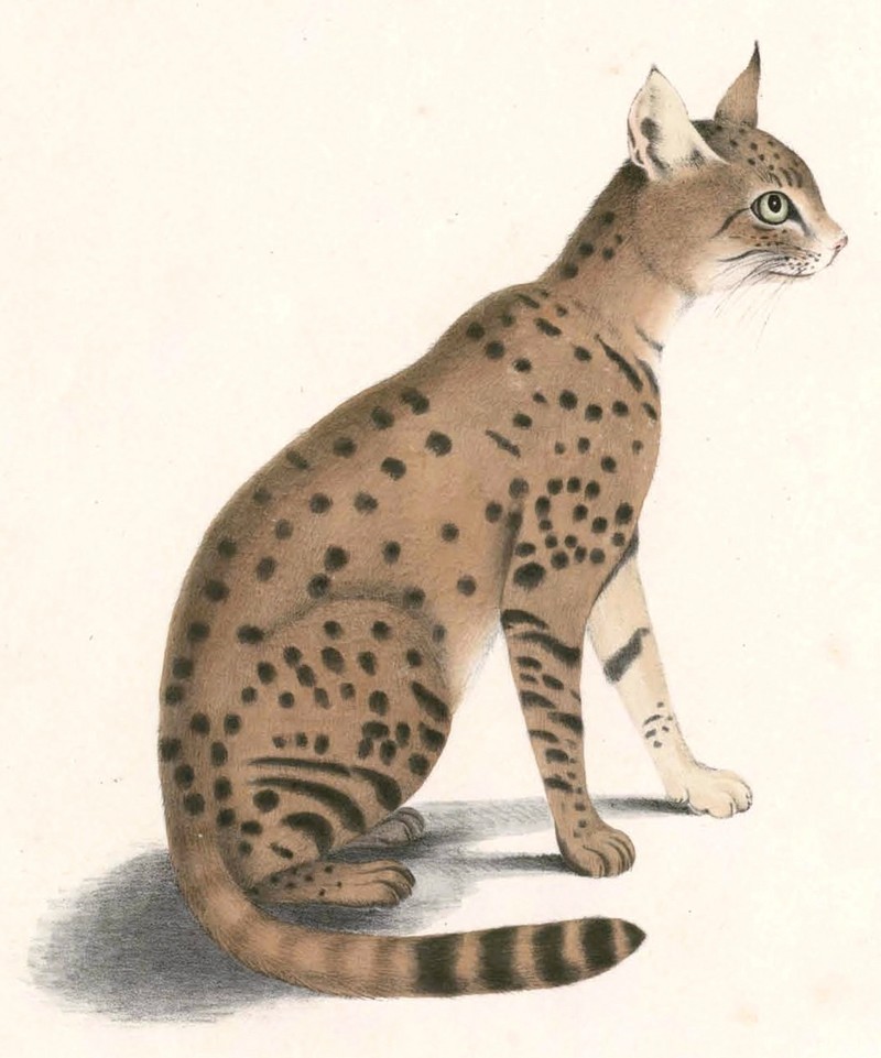 Asiatic wildcat (Felis silvestris ornata); DISPLAY FULL IMAGE.