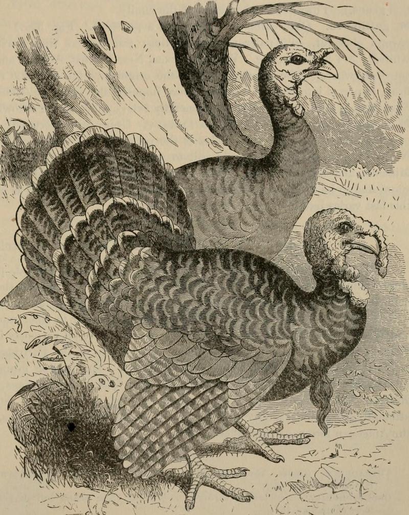 wild turkey (Meleagris gallopavo); DISPLAY FULL IMAGE.