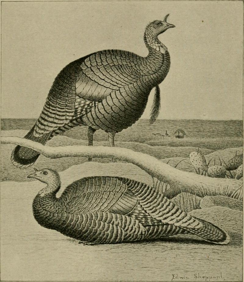 wild turkey (Meleagris gallopavo); DISPLAY FULL IMAGE.