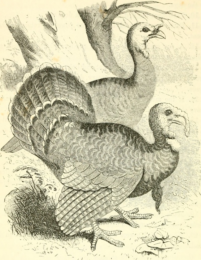 wild turkey (Meleagris gallopavo); DISPLAY FULL IMAGE.