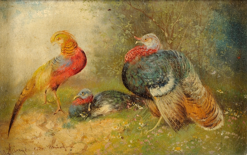 golden pheasant (Chrysolophus pictus), domesticated turkey (Meleagris gallopavo); DISPLAY FULL IMAGE.