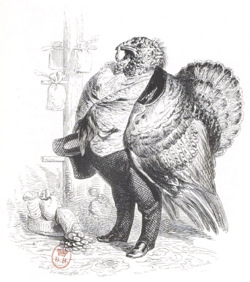 domesticated turkey (Meleagris gallopavo); DISPLAY FULL IMAGE.