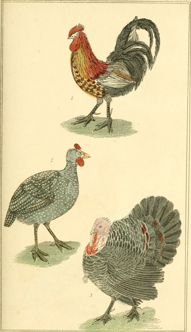 domesticated turkey (Meleagris gallopavo); DISPLAY FULL IMAGE.